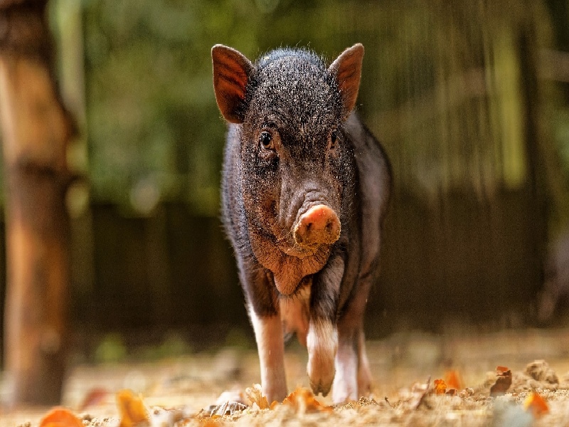 化学实验如何使用试管（泰国全球试管费用）