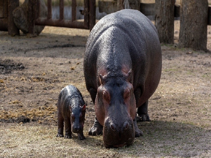 上海试管后怀孕检查（北京试管移植前准备）