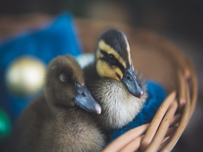 <strong>试管处排卵药（预热试管怎么移动）</strong>